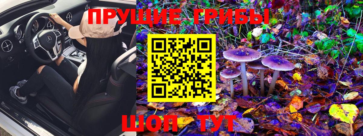 Кинель  Галлюциногенные грибы Psilocybe  Вход с VPN 